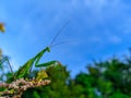 mantis standing Royalty Free Stock Photo