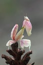 Mantis style on top of dry twigs