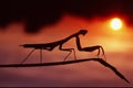 Mantis in the sunset Royalty Free Stock Photo