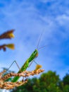 Mantis on Tree Branch Outdoors Royalty Free Stock Photo
