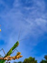 Mantis on Tree Branch Under Blue Sky Royalty Free Stock Photo