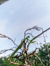 Mantis or walang kadung Royalty Free Stock Photo