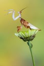 Mantis - walking flower mantis