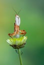 Mantis - walking flower mantis