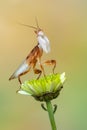 Mantis - walking flower mantis