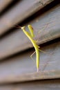 Mantis walking up a door