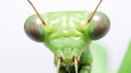 Mantis on white background. generated by AI tool. Royalty Free Stock Photo