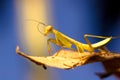 Mantis in winter Royalty Free Stock Photo