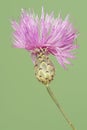 Mantisalca salmantica dagger flower small shrub with pretty pineapple-like calyx flowers and a large number of small bluish-pink Royalty Free Stock Photo