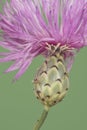 Mantisalca salmantica dagger flower small shrub with pretty pineapple-like calyx flowers and a large number of small bluish-pink Royalty Free Stock Photo