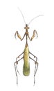 Mantises Royalty Free Stock Photo