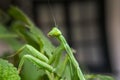 Side Profile of Staring Green Praying Mantis