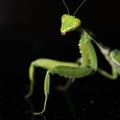 Mantises Royalty Free Stock Photo