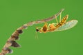 Mantisflies on green background on tropical garden