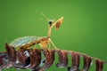 Mantisflies on green background