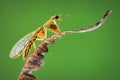 Mantisflies on green background on tropical garden