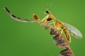 Mantisflies on green background on tropical garden