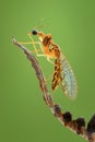 Mantisflies macro shoot, macro photographyMantis fly