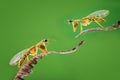 Mantisflies macro shoot, Mantis fly macro photography