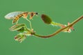 Mantisflies a twig on green background