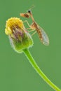 Mantisflies a twig on green background