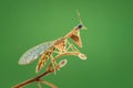 mantisflies on a twig, macro photography