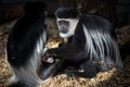 Mantle guereza monkey in the zoo prague