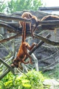 Mantled Howler Monkey Alouatta palliata in zoo Berlin