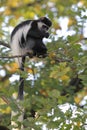 Mantled guereza