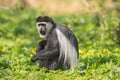 Mantled guereza also know as the black-and-white colobus monkey Royalty Free Stock Photo