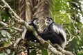 Mantled guereza, colobus guereza, guereza, eastern black and white colobus, Abyssinian black and white colobus