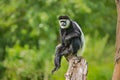 Mantled guereza (Colobus guereza)