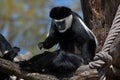 Mantled guereza (Colobus guereza).