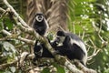 Mantled guereza, colobus guereza, guereza, eastern black and white colobus, Abyssinian black and white colobus