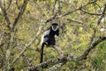 Mantled guereza, colobus guereza, guereza, the eastern black and white colobus, abyssinian black and white colobus