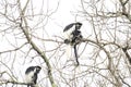 Mantled guereza, colobus guereza, guereza, the eastern black and white colobus, abyssinian black and white colobus