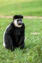 Mantled guereza (Colobus guereza), Lake Awassa, Ethiopia, Africa wildlife