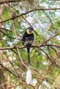 Mantled guereza (Colobus guereza), Lake Awassa, Ethiopia, Africa wildlife