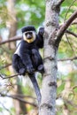 Mantled guereza (Colobus guereza), Lake Awassa, Ethiopia, Africa wildlife