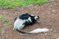 Mantled guereza (Colobus guereza), Lake Awassa, Ethiopia, Africa wildlife