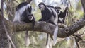 Mantled Guereza Family on Trunk