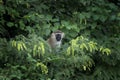 Green monkey, chlorocebus sabaeus, Chlorocebus aethiops