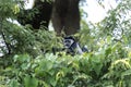 Mantled guereza, colobus guereza, black and white colobus