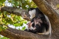 Mantled guereza and its baby