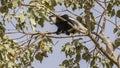 Mantled Guereza About to Jump