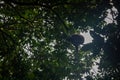 The mantled howler Alouatta palliata, or golden-mantled howling monkey in Arenal, Costa Rica Royalty Free Stock Photo