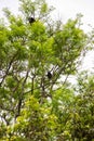 The mantled howler Alouatta palliata, or golden-mantled howling monkey in Arenal, Costa Rica Royalty Free Stock Photo