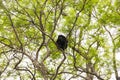 The mantled howler Alouatta palliata, or golden-mantled howling monkey in Arenal, Costa Rica Royalty Free Stock Photo