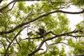 The mantled howler Alouatta palliata, or golden-mantled howling monkey in Arenal, Costa Rica Royalty Free Stock Photo