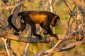 Mantled Howler Monkey - Alouatta palliata Royalty Free Stock Photo